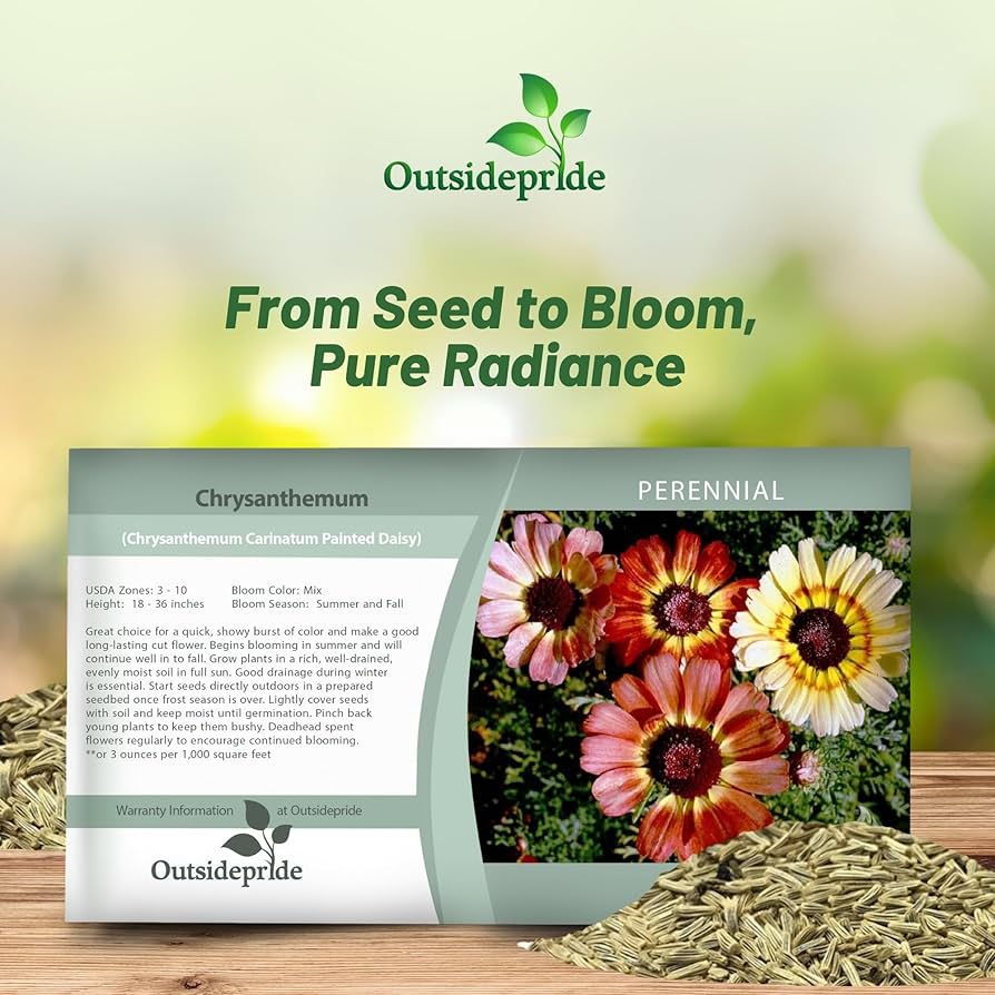 Amazon.com : Outsidepride Painted Daisy Mix Chrysanthemum